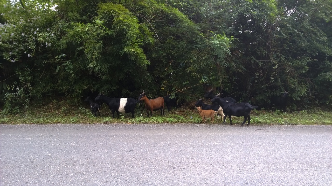 Familie Ziege beim 2. Fruehstueck...